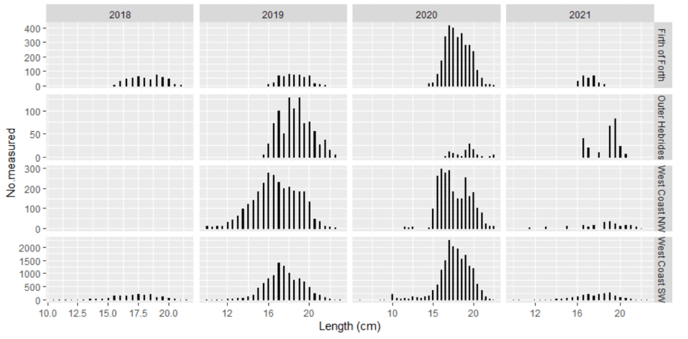 Chart showing Length frequency plots of samples of razor clam landings from the four trial zones, in 2018, 2019, 2020 and up to January 2021.