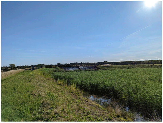 Image of the water treatment reed bed lagoons at the Blindwells minewater site.