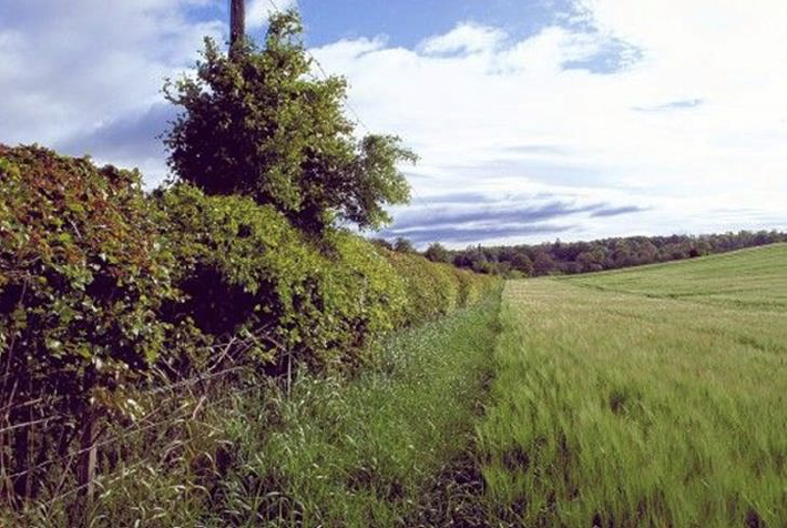 On farm hedgerows case study. A picture showing a hedge and a green field with trees in the distance.