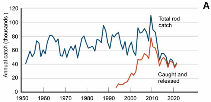 number of salmon caught by rods in Scottish waters from 1952 to 2022 and the number of those released, from 1994 to 2022.