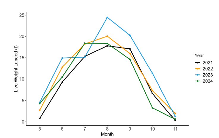 Line graph of monthly live wrasse landings (tonnes) from Scottish waters for all derogated vessels 2021-24, showing a peak in August.