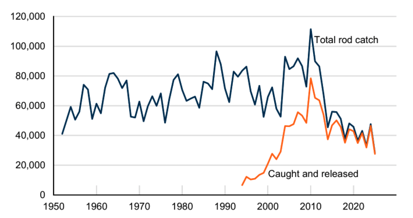 Graph showing the decline in numbers returning to the Scottish coast from roughly 1,000,000 in the early 1970s to around 300,000 in recent years. Over that period the estimated number of spawning salmon increased from around 380,000 in the early 1970s to high point of 670,000 in 2010 before declining to around 250,000 in recent years.