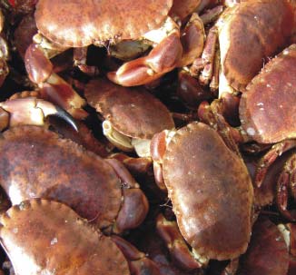 Figure 5.9 Brown crabs