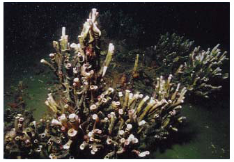 Figure 5.18 A typical ovoid-shaped patch reef of Serpula vermicularis