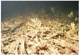 Figure 5.19 Dense reef rubble resulting from mooring damage