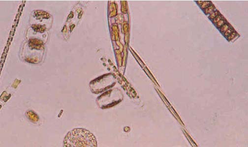 Figure 4.3 Diverse diatoms from Scottish waters (phytoplankton)