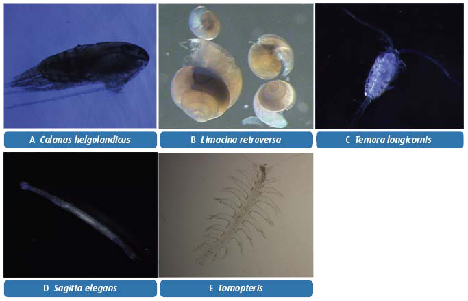Figure 4.12 Some of the commonly occurring species of zooplankton at the Stonehaven ecosystem monitoring site