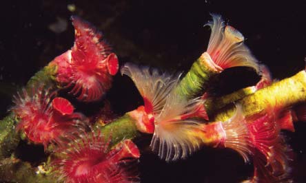 Figure 4.17 Tubeworm reefs