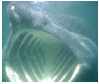 Figure 4.20 Basking shark