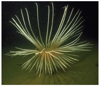 Figure 4.23 Fireworks anemone