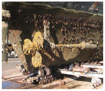 Figure 4.28 Heavily bio-fouled ship hull
