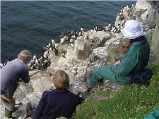 Figure 4.42 Researchers catching birds on the Isle of May