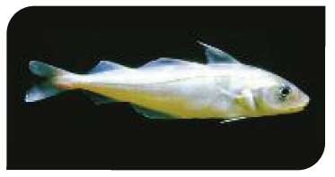 Haddock (Melanogrammus aeglefinus) may move northwards