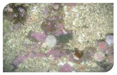 Seabed within Wick sea disposal site