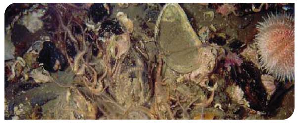Unimpacted seabed in the vicinity of a well managed fish farm: brittle stars, common sea urchin, kelp and shell debris present