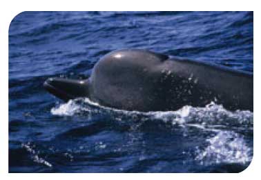 Northern bottlenose whale