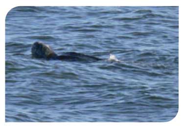 Leatherback turtle in Firth of Forth