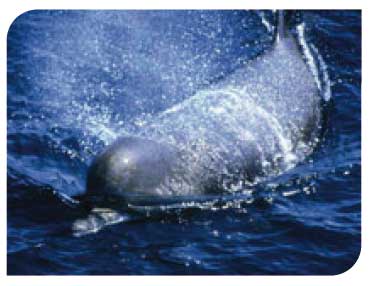 Northern bottlenose whale