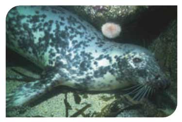 Grey seal underwater