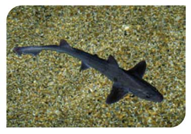 Starry smoothhound shark - Mustelus asterias