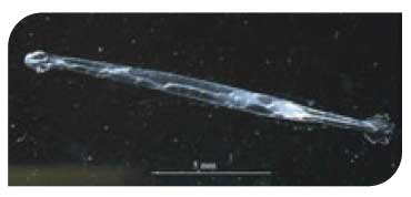 Zooplankton Parasagitta elegans