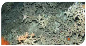 Seamount communities