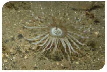 Burrowing sea anemone 