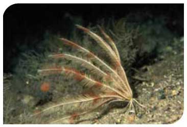 Northern feather star 