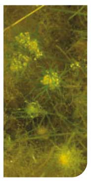 Bird's-nest stonewort