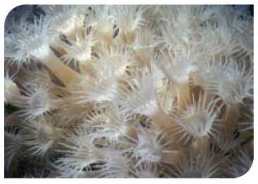 White cluster anemone