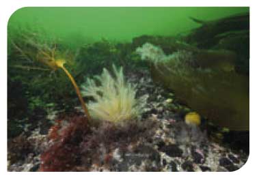 Laminaria hyperborea in tide-swept infralittoral mixed substrata