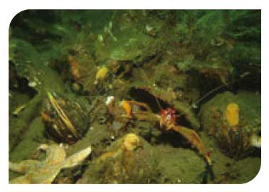 Modiolus modiolus beds with fine hydroids and large solitary ascidians on very sheltered circalittoral mixed substrata