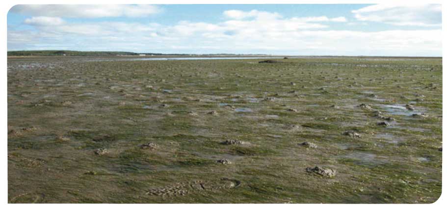 Intertidal seagrass bed in Dornoch Firth