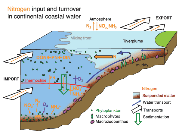 Nitrogen Input and Turnover in coastal water