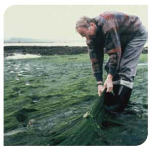 Opportunistic green algae