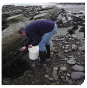 Intertidal mussel sampling