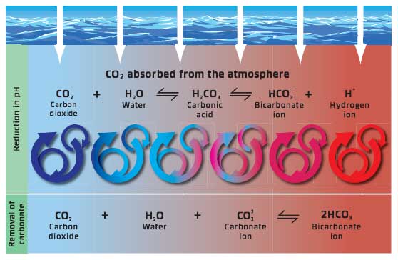 The absorption of carbon dioxide by the oceans has the potential to makes them more acidic and reduce the availability of carbonate ions