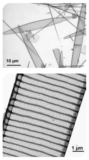Transmission electron micrographs of Pseudo-nitzschia seriata cells at different magnification