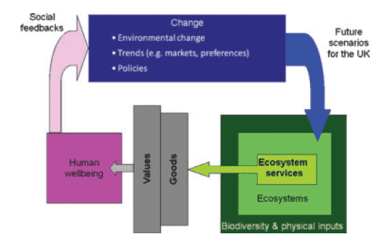 Overall conceptual framework for the NEA showing the links between ecosystems, ecosystem services, goods, values, human wellbeing, change processes and scenarios(9)