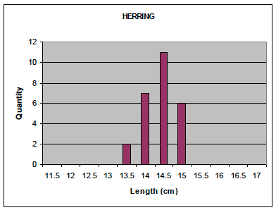 Figure 20: Length frequency distribution of herring used in stomach contents analysis (n=26)