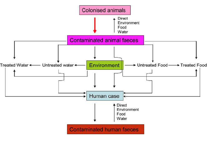 Controlling the excretion of contaminated faeces from colonised animals