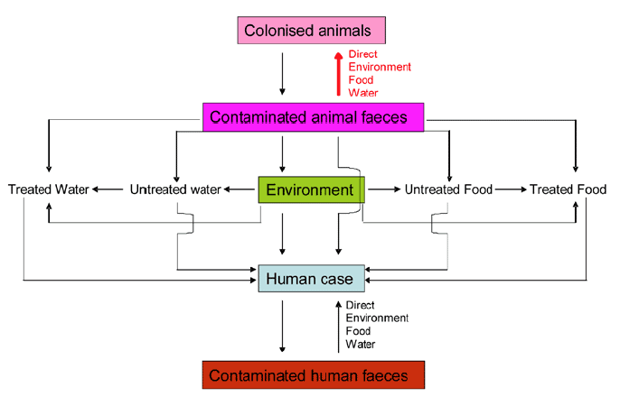 Controlling animal colonisation from contaminated animal faeces via food, water, the environment or directly