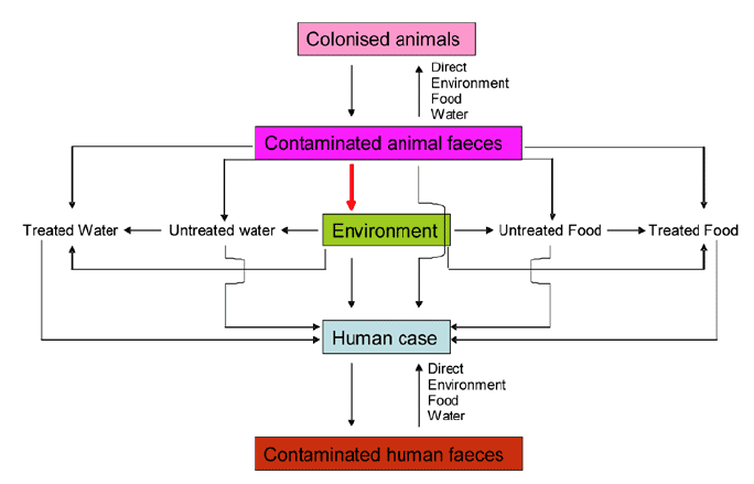 Controlling contamination of the environment from containated animal faeces