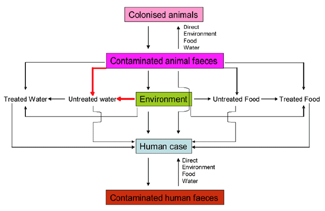 Controlling the contamination of untreated water from contaminated animal faeces or the environment