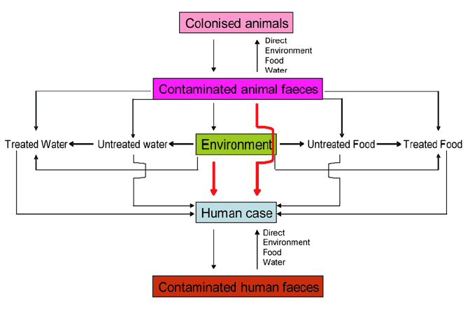 Controlling the infection of humans from the environment or from contaminated animal faeces