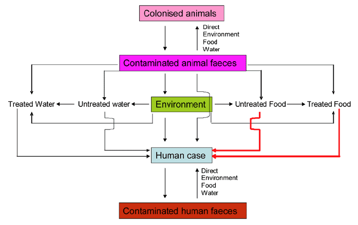 Controlling the infection of humans from contaminated untreated or treated food