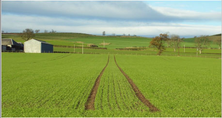 Image 3.4. Spring Barley