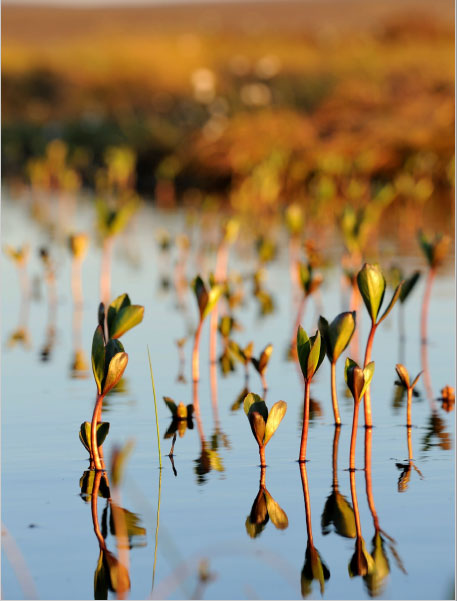 Image 5.1. Forsinard Flows Natural Nature Reserve (© Lorne Gill, SNH)