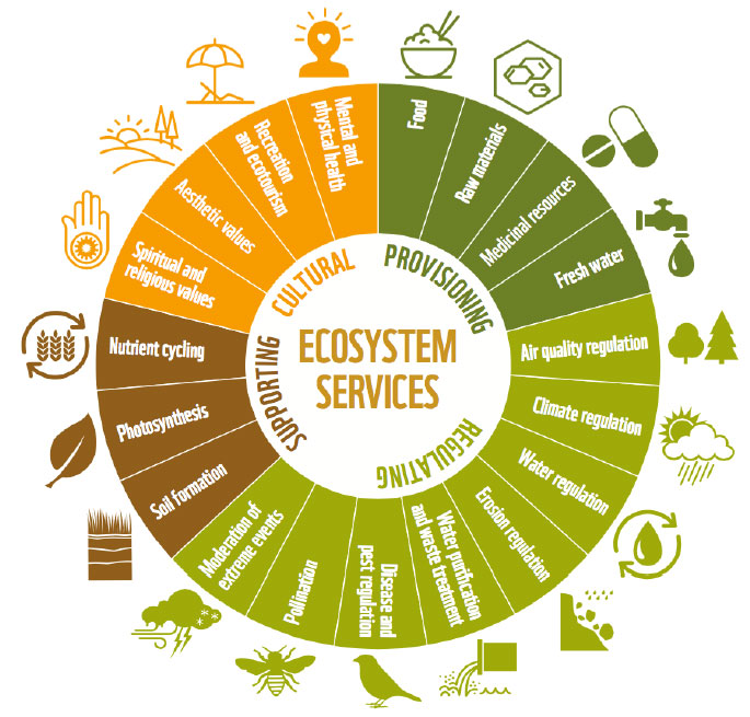 Image 5.2. Types of Ecosystem Services (© WWF)
