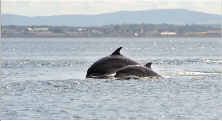 Image 6.3. Bottlenose dolphins, Moray Firth (© Lorne Gill, SNH)